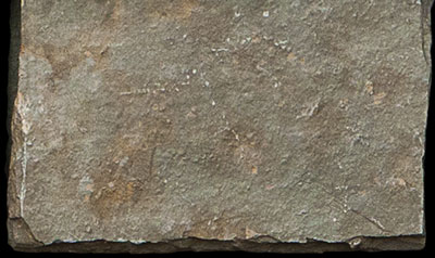 Sample of Olive Gray Dry, Close