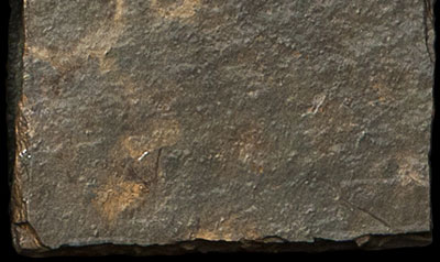 Sample of Olive Gray Wet, Close
